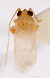 Camptotylidea pallescens, AMNH PBI00146321
