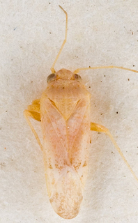 Camptotylidea pallescens, AMNH PBI00146331