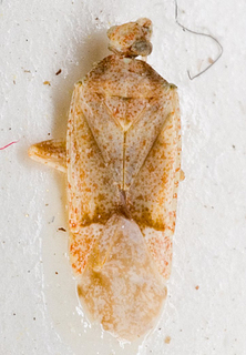 Camptotylidea perirata, AMNH PBI00146422