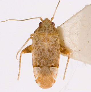 Camptotylidea salsola, AMNH PBI00146210