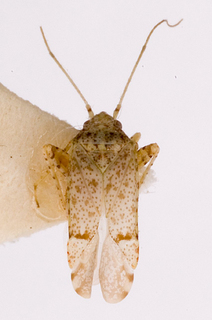 Camptotylidea sinaitica, AMNH PBI00146360