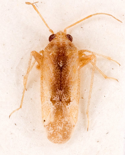 Camptotylidea suturalis, AMNH PBI00146087
