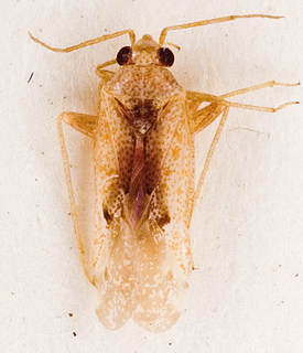 Camptotylidea suturalis, AMNH PBI00146088