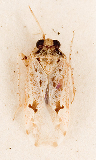 Camptotylidea vitticollis, AMNH PBI00146373