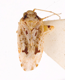 Camptotylidea vitticollis, AMNH PBI00146375