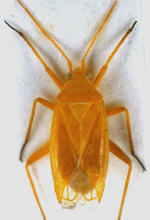 Eurycolpus aureolus, AMNH PBI00146758