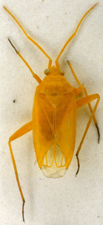 Eurycolpus aureolus, AMNH PBI00146763