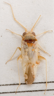 Nasocoris breviceps, AMNH PBI00147627