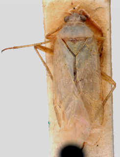 Oncotylus persicus, AMNH PBI00146870