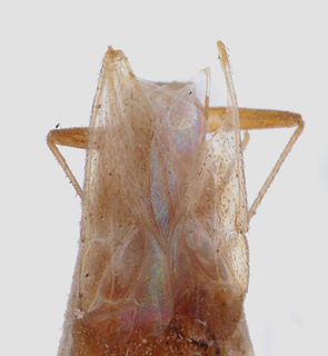 Acrotelus caspicus, AMNH PBI00148025