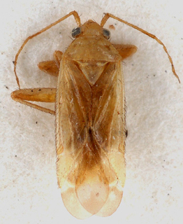 Acrotelus caspicus, AMNH PBI00148111