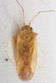 Acrotelus caspicus, AMNH PBI00148115