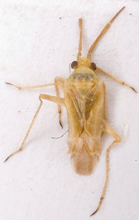 Acrotelus tristis, AMNH PBI00147796