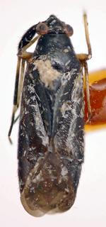Bahianisca nigra, AMNH PBI00174921