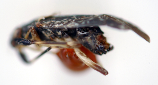 Bahianisca nigra, AMNH PBI00174921