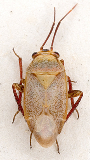 Boopidocoris salsolae, AMNH PBI00149638