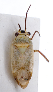 Boopidocoris salsolae, AMNH PBI00149645