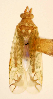 Brasiliomiris ernestoi, AMNH PBI00174901