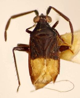 Ceratocapsisca cuiabana, AMNH PBI00174914
