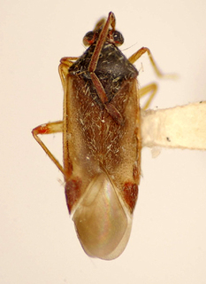 Ceratocapsus catarinensis, AMNH PBI00174893