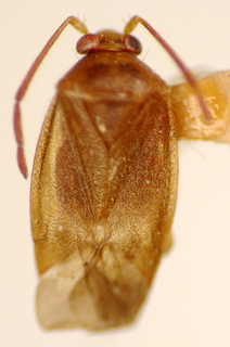 Ceratocapsus corcovadensis, AMNH PBI00174916