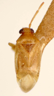 Ceratocapsus guaratibanus, AMNH PBI00174912