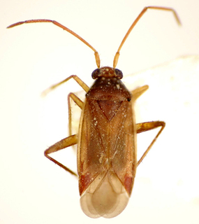 Ceratocapsus itaguaiensis, AMNH PBI00174902