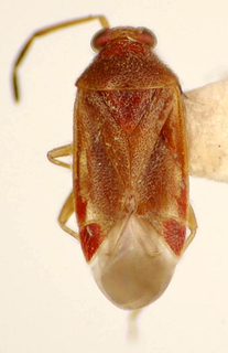 Ceratocapsus riodocensis, AMNH PBI00174911