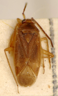 Ceratocapsus sinopensis, AMNH PBI00174900