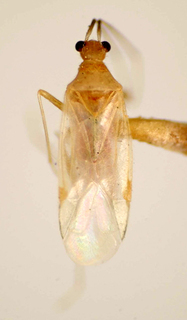Itacoris nigrioculis, AMNH PBI00174899