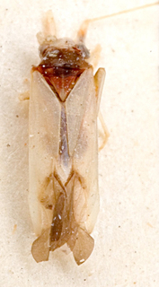 Nasocoris albipennis, AMNH PBI00149357