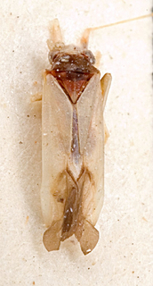 Nasocoris albipennis, AMNH PBI00149357