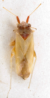 Nasocoris argyrotrichus, AMNH PBI00149394