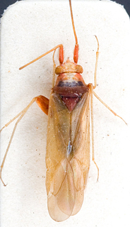 Nasocoris platycranoides, AMNH PBI00149351