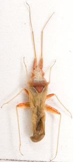 Nasocoris platycranoides, AMNH PBI00149355