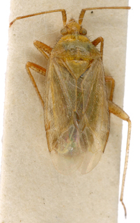 Oncotylus affinis, AMNH PBI00148360