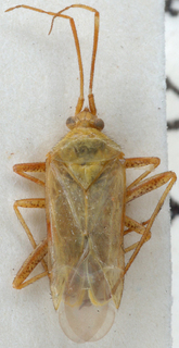 Oncotylus affinis, AMNH PBI00148365