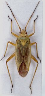 Oncotylus basicornis, AMNH PBI00148375