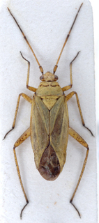 Oncotylus basicornis, AMNH PBI00148376