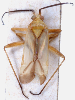Oncotylus desertorum, AMNH PBI00148177