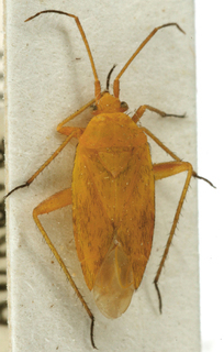 Oncotylus nigdensis, AMNH PBI00149233