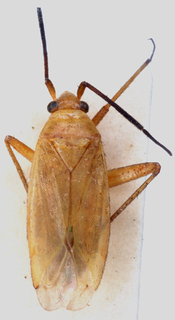 Oncotylus nigricornis, AMNH PBI00148203