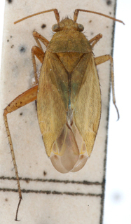 Oncotylus punctipes, AMNH PBI00149188