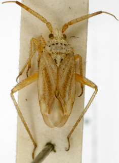 Oncotylus setulosus, AMNH PBI00148678