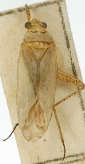 Oncotylus vitticeps, AMNH PBI00148312