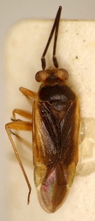 Orthotylus angeloi, AMNH PBI00174915