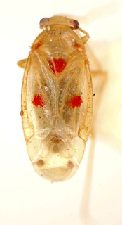 Platyscytus centralis, AMNH PBI00174919