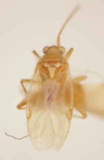 Saileria almeidai, AMNH PBI00174904