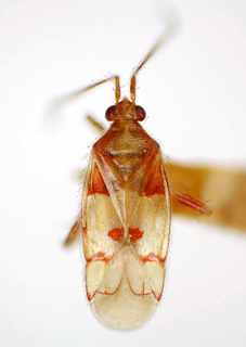 Solanocoris semiruber, AMNH PBI00174897