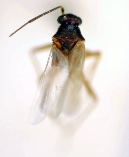 Tytthus neotropicalis, AMNH PBI00174909